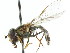  ( - JK01172)  @14 [ ] CreativeCommons - Attribution (2011) CNC/CBG Photography Group Centre for Biodiversity Genomics