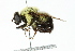  ( - JSS18660)  @14 [ ] CreativeCommons - Attribution (2011) CNC/CBG Photography Group Centre for Biodiversity Genomics