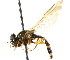  ( - JSS18724)  @14 [ ] CreativeCommons - Attribution (2011) CNC/CBG Photography Group Centre for Biodiversity Genomics
