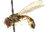  ( - JSS18877)  @14 [ ] CreativeCommons - Attribution (2011) CNC/CBG Photography Group Centre for Biodiversity Genomics