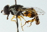  ( - JSS24750)  @13 [ ] CreativeCommons - Attribution (2011) CNC/CBG Photography Group Centre for Biodiversity Genomics