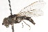  ( - CNC DIPTERA 105434)  @11 [ ] CreativeCommons - Attribution (2011) CNC/CBG Photography Group Centre for Biodiversity Genomics