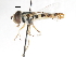  ( - CNC DIPTERA 105610)  @14 [ ] CreativeCommons - Attribution (2011) CNC/CBG Photography Group Centre for Biodiversity Genomics