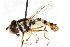  ( - CNC DIPTERA 105611)  @11 [ ] CreativeCommons - Attribution (2011) CNC/CBG Photography Group Centre for Biodiversity Genomics