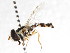  ( - CNC DIPTERA 105614)  @11 [ ] CreativeCommons - Attribution (2011) CNC/CBG Photography Group Centre for Biodiversity Genomics