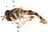  ( - CNC DIPTERA 105617)  @13 [ ] CreativeCommons - Attribution (2011) CNC/CBG Photography Group Centre for Biodiversity Genomics