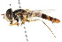  ( - CNC DIPTERA 105618)  @13 [ ] CreativeCommons - Attribution (2011) CNC/CBG Photography Group Centre for Biodiversity Genomics