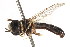  ( - CNC DIPTERA 105735)  @11 [ ] CreativeCommons - Attribution (2011) CNC/CBG Photography Group Centre for Biodiversity Genomics