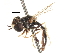  ( - CNC DIPTERA 105737)  @11 [ ] CreativeCommons - Attribution (2011) CNC/CBG Photography Group Centre for Biodiversity Genomics
