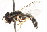  ( - CNC DIPTERA 105739)  @11 [ ] CreativeCommons - Attribution (2011) CNC/CBG Photography Group Centre for Biodiversity Genomics