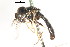  ( - CNC DIPTERA 105740)  @11 [ ] CreativeCommons - Attribution (2011) CNC/CBG Photography Group Centre for Biodiversity Genomics