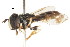  ( - CNC DIPTERA 105753)  @12 [ ] CreativeCommons - Attribution (2011) CNC/CBG Photography Group Centre for Biodiversity Genomics