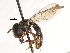  ( - CNC DIPTERA 105754)  @11 [ ] CreativeCommons - Attribution (2011) CNC/CBG Photography Group Centre for Biodiversity Genomics