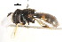  ( - CNC DIPTERA 105758)  @11 [ ] CreativeCommons - Attribution (2011) CNC/CBG Photography Group Centre for Biodiversity Genomics