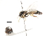  ( - CNC DIPTERA 105759)  @12 [ ] CreativeCommons - Attribution (2011) CNC/CBG Photography Group Centre for Biodiversity Genomics