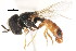  ( - CNC DIPTERA 105761)  @11 [ ] CreativeCommons - Attribution (2011) CNC/CBG Photography Group Centre for Biodiversity Genomics