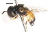  ( - CNC DIPTERA 105762)  @11 [ ] CreativeCommons - Attribution (2011) CNC/CBG Photography Group Centre for Biodiversity Genomics
