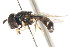  ( - CNC DIPTERA 105779)  @11 [ ] CreativeCommons - Attribution (2011) CNC/CBG Photography Group Centre for Biodiversity Genomics