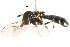  ( - CNC DIPTERA 105780)  @11 [ ] CreativeCommons - Attribution (2011) CNC/CBG Photography Group Centre for Biodiversity Genomics