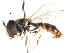  ( - CNC DIPTERA 105781)  @11 [ ] CreativeCommons - Attribution (2011) CNC/CBG Photography Group Centre for Biodiversity Genomics