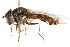  ( - CNC DIPTERA 105822)  @13 [ ] CreativeCommons - Attribution (2011) CNC/CBG Photography Group Centre for Biodiversity Genomics