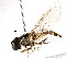  ( - CNC DIPTERA 105825)  @11 [ ] CreativeCommons - Attribution (2011) CNC/CBG Photography Group Centre for Biodiversity Genomics