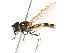  ( - CNC DIPTERA 105827)  @13 [ ] CreativeCommons - Attribution (2011) CNC/CBG Photography Group Centre for Biodiversity Genomics