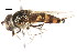  ( - CNC DIPTERA 105829)  @13 [ ] CreativeCommons - Attribution (2011) CNC/CBG Photography Group Centre for Biodiversity Genomics