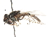  ( - CNC DIPTERA 105835)  @12 [ ] CreativeCommons - Attribution (2011) CNC/CBG Photography Group Centre for Biodiversity Genomics