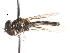  ( - CNC DIPTERA 105836)  @13 [ ] CreativeCommons - Attribution (2011) CNC/CBG Photography Group Centre for Biodiversity Genomics