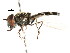  ( - CNC DIPTERA 105837)  @13 [ ] CreativeCommons - Attribution (2011) CNC/CBG Photography Group Centre for Biodiversity Genomics