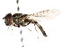 ( - CNC DIPTERA 105838)  @13 [ ] CreativeCommons - Attribution (2011) CNC/CBG Photography Group Centre for Biodiversity Genomics