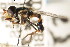  ( - CNC DIPTERA 105882)  @13 [ ] CreativeCommons - Attribution (2011) CNC/CBG Photography Group Centre for Biodiversity Genomics
