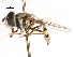  ( - CNC DIPTERA 105884)  @14 [ ] CreativeCommons - Attribution (2011) CNC/CBG Photography Group Centre for Biodiversity Genomics