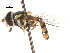  ( - CNC DIPTERA 105885)  @13 [ ] CreativeCommons - Attribution (2011) CNC/CBG Photography Group Centre for Biodiversity Genomics