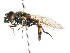  ( - CNC DIPTERA 105924)  @11 [ ] CreativeCommons - Attribution (2011) CNC/CBG Photography Group Centre for Biodiversity Genomics