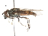  ( - CNC DIPTERA 105925)  @11 [ ] CreativeCommons - Attribution (2011) CNC/CBG Photography Group Centre for Biodiversity Genomics