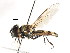  ( - CNC DIPTERA 105926)  @11 [ ] CreativeCommons - Attribution (2011) CNC/CBG Photography Group Centre for Biodiversity Genomics