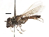  ( - CNC DIPTERA 105927)  @11 [ ] CreativeCommons - Attribution (2011) CNC/CBG Photography Group Centre for Biodiversity Genomics