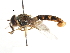  ( - CNC DIPTERA 105943)  @13 [ ] CreativeCommons - Attribution (2011) CNC/CBG Photography Group Centre for Biodiversity Genomics