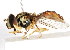  ( - CNC DIPTERA 105945)  @13 [ ] CreativeCommons - Attribution (2011) CNC/CBG Photography Group Centre for Biodiversity Genomics