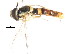  ( - CNC DIPTERA 105948)  @11 [ ] CreativeCommons - Attribution (2011) CNC/CBG Photography Group Centre for Biodiversity Genomics