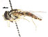  ( - CNC DIPTERA 105949)  @11 [ ] CreativeCommons - Attribution (2011) CNC/CBG Photography Group Centre for Biodiversity Genomics