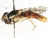  ( - CNC DIPTERA 105950)  @11 [ ] CreativeCommons - Attribution (2011) CNC/CBG Photography Group Centre for Biodiversity Genomics
