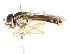  ( - CNC DIPTERA 105952)  @11 [ ] CreativeCommons - Attribution (2011) CNC/CBG Photography Group Centre for Biodiversity Genomics