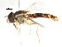  ( - CNC DIPTERA 105953)  @11 [ ] CreativeCommons - Attribution (2011) CNC/CBG Photography Group Centre for Biodiversity Genomics
