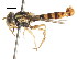  (Sphaerophoria potentillae - CNC DIPTERA 105957)  @13 [ ] CreativeCommons - Attribution (2011) CNC/CBG Photography Group Centre for Biodiversity Genomics