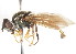  ( - CNC DIPTERA 105963)  @13 [ ] CreativeCommons - Attribution (2011) CNC/CBG Photography Group Centre for Biodiversity Genomics