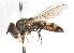  ( - CNC DIPTERA 105984)  @13 [ ] CreativeCommons - Attribution (2011) CNC/CBG Photography Group Centre for Biodiversity Genomics