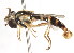  ( - CNC DIPTERA 105990)  @13 [ ] CreativeCommons - Attribution (2011) CNC/CBG Photography Group Centre for Biodiversity Genomics